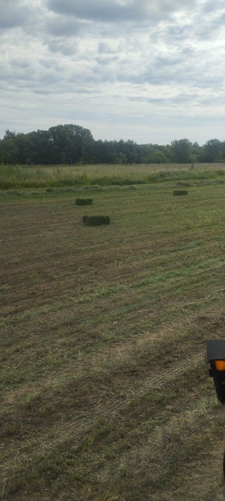Продам сено люцерна жонышка