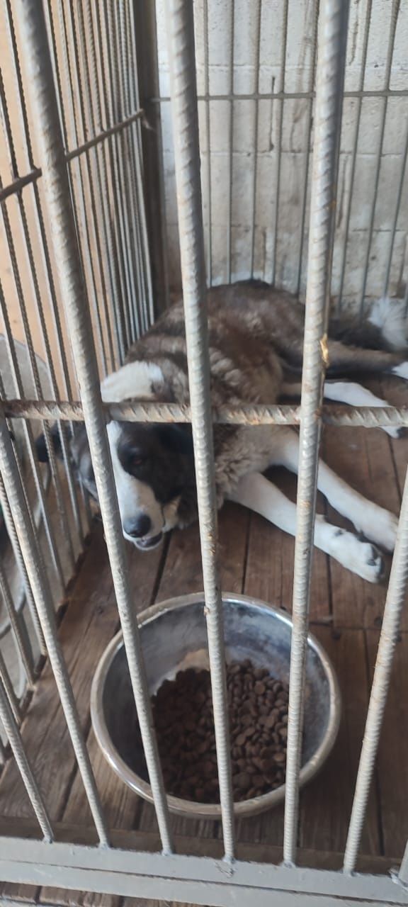 Спасите хоть одну душу с отлова
