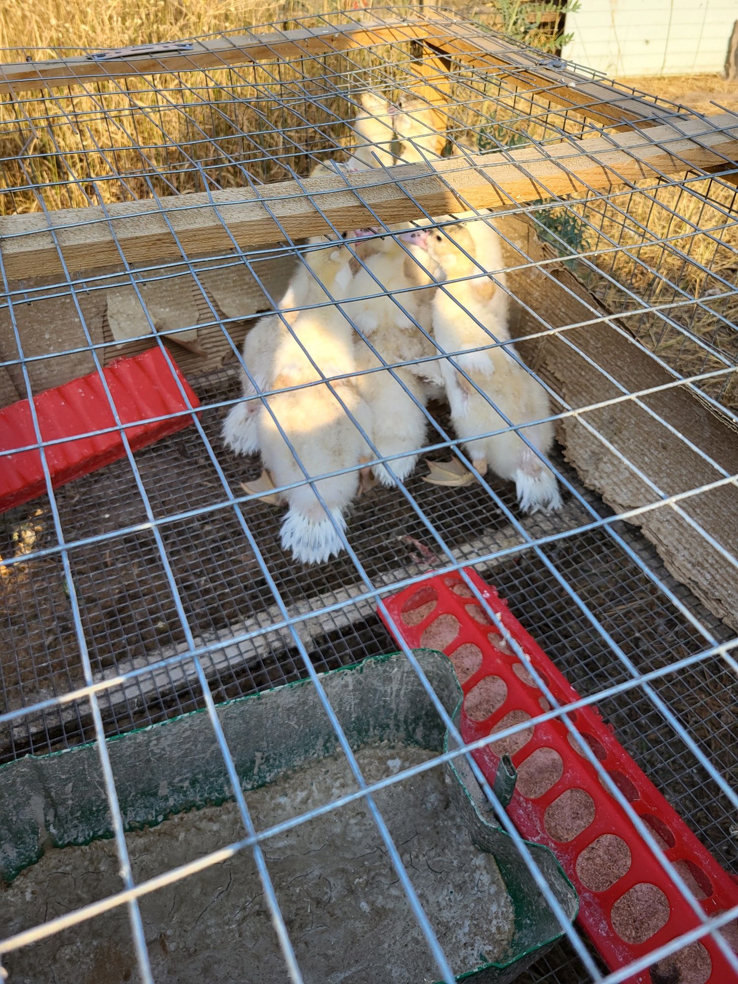 Продам Индоуток 7шт