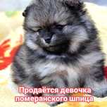 Продам щенка померанского шпица