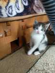 Котенок. Отдам в хорошие руки. К лотку приучин