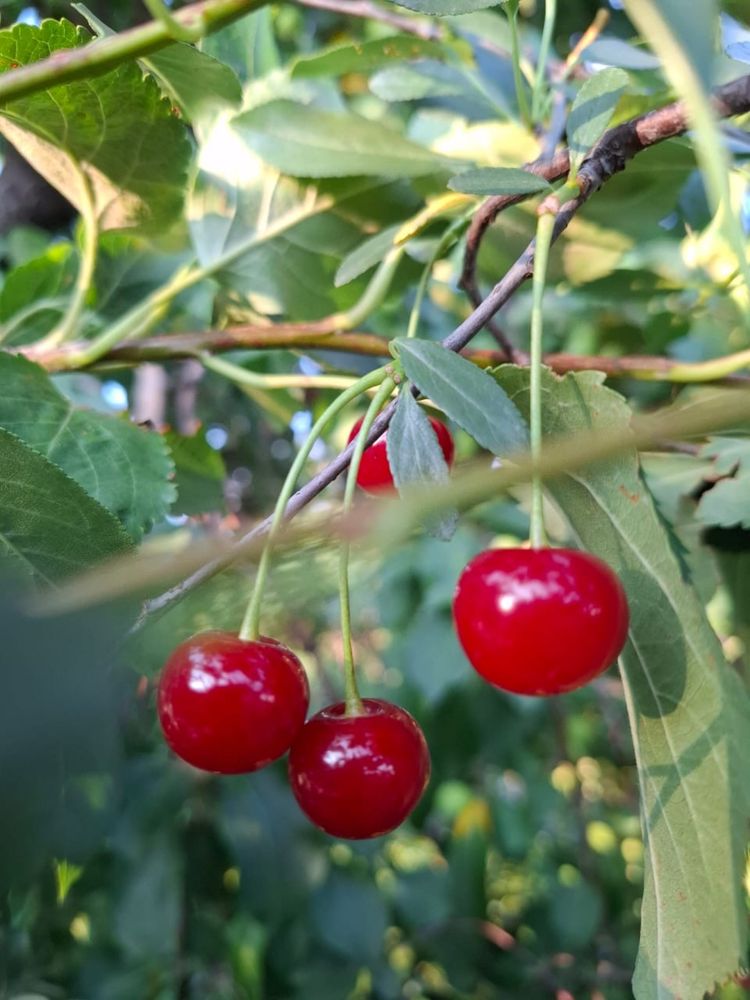 Продается Вишня домашняя