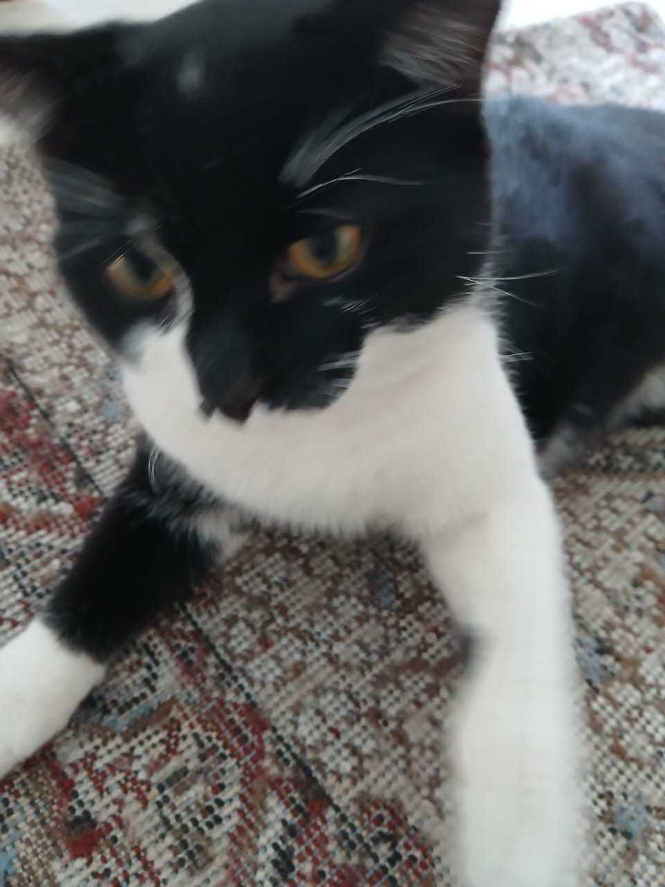 Симпатичные  КОТЯТА