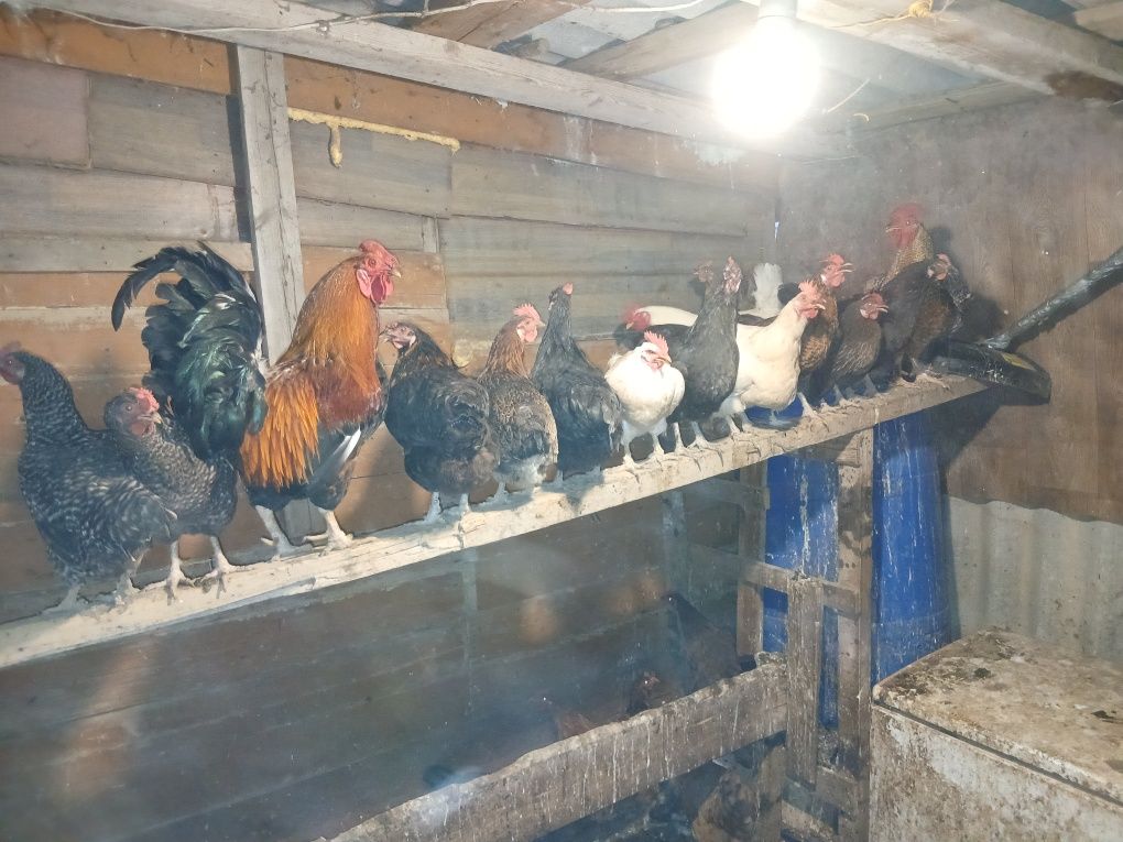 Продам домашний курица