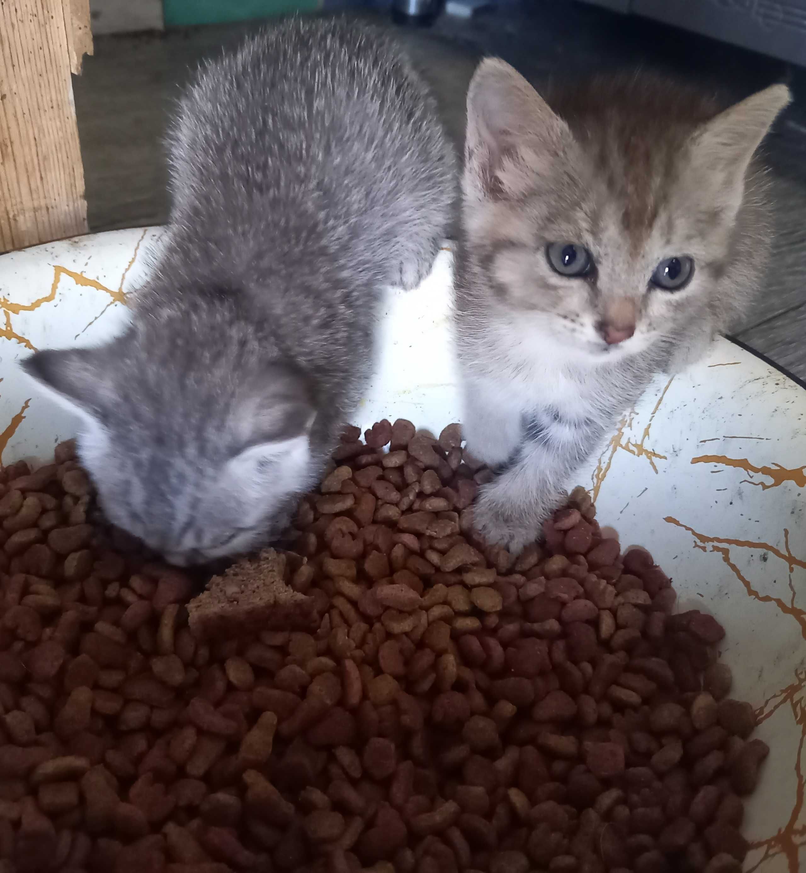 Котят в Добрые заботливые ручки