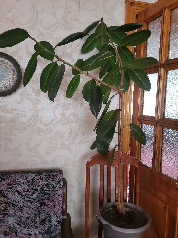 Комнатные/ экзотические цветы в горшках