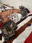 Отдам котят 1 месяц