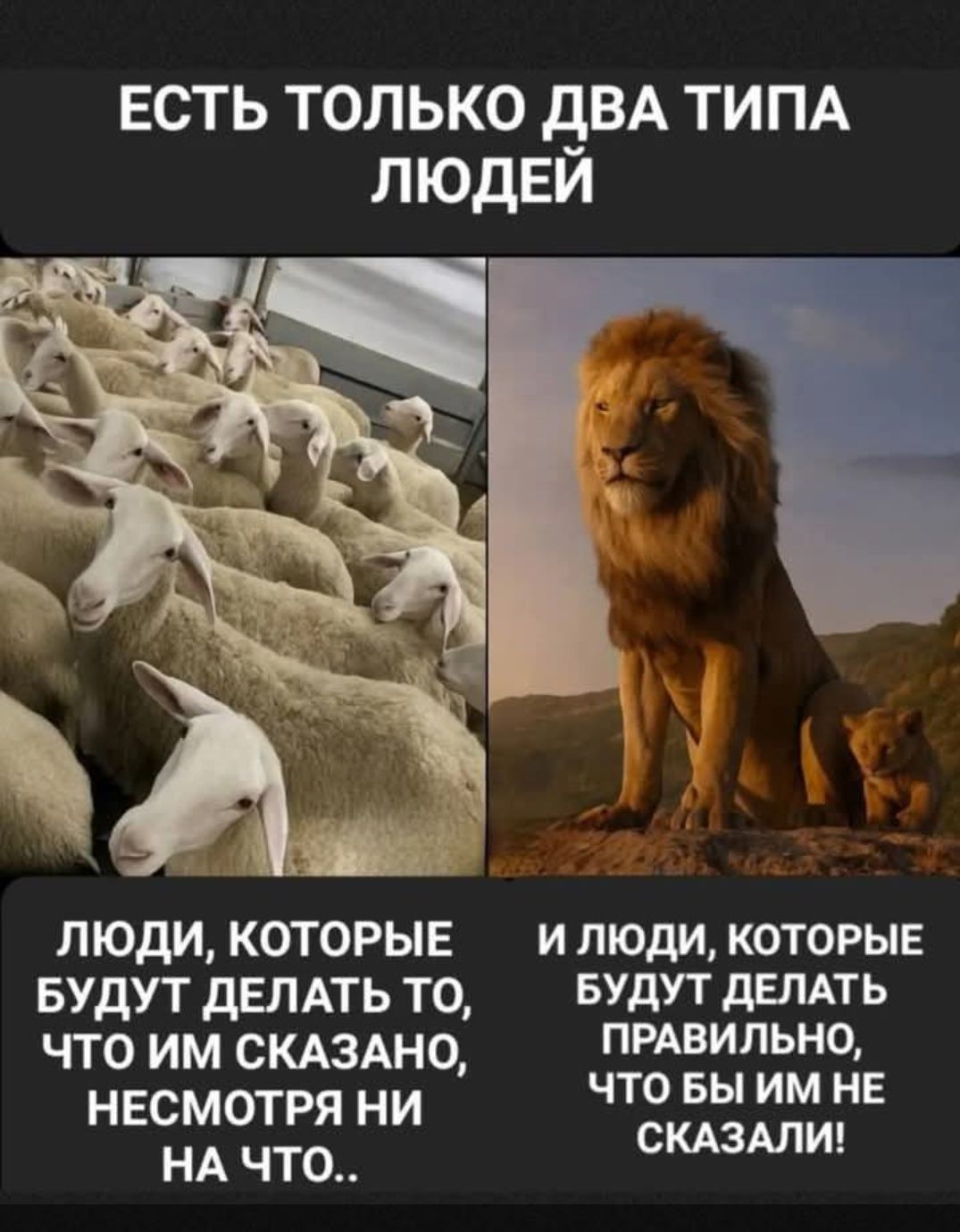 5-6 айлық қошқарлар