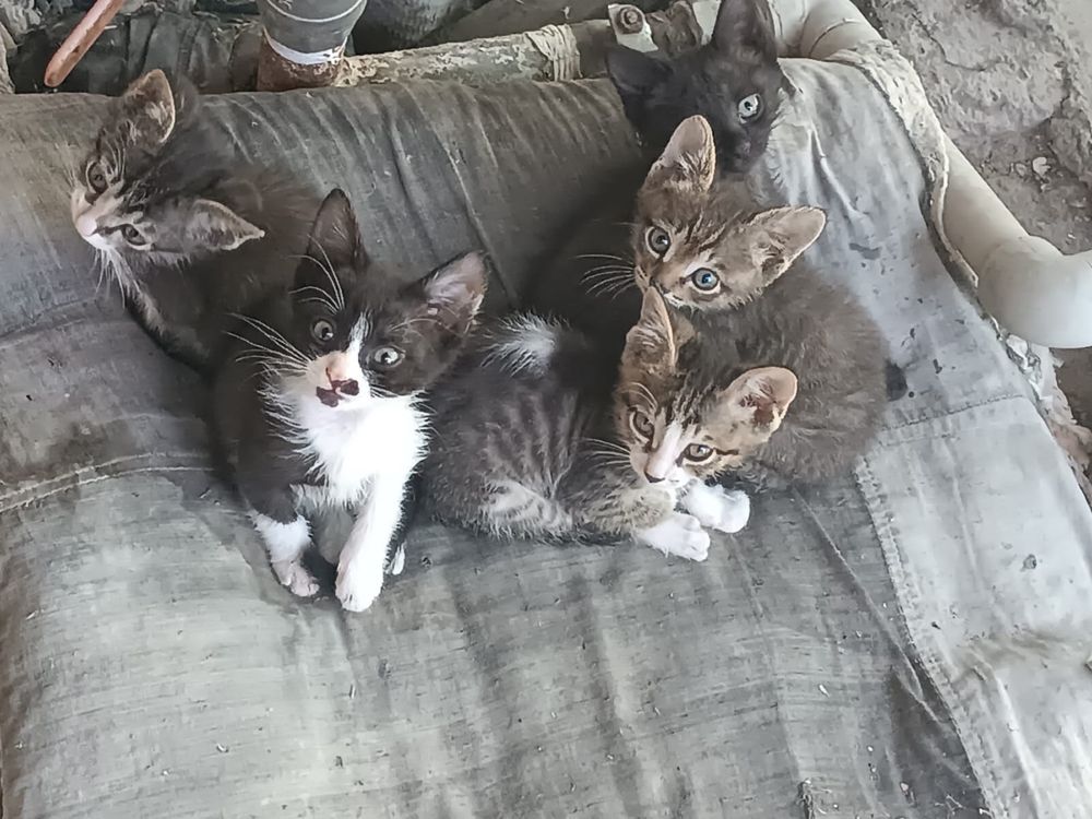 Отдам котят бесплатно