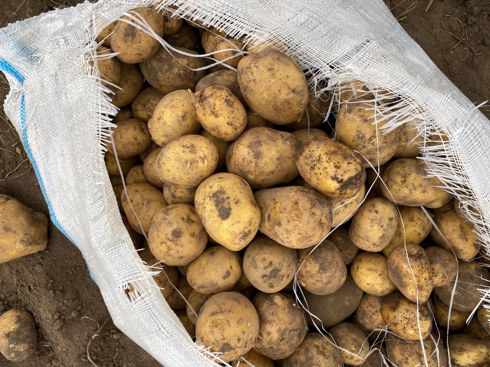 Продам картофель отправка в любой регион сорт Гала