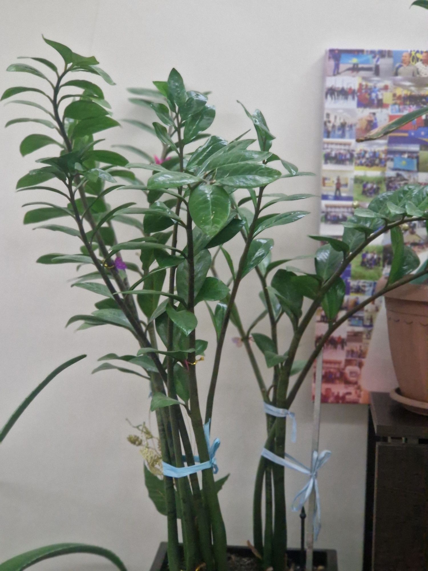 Продам комнатные растение