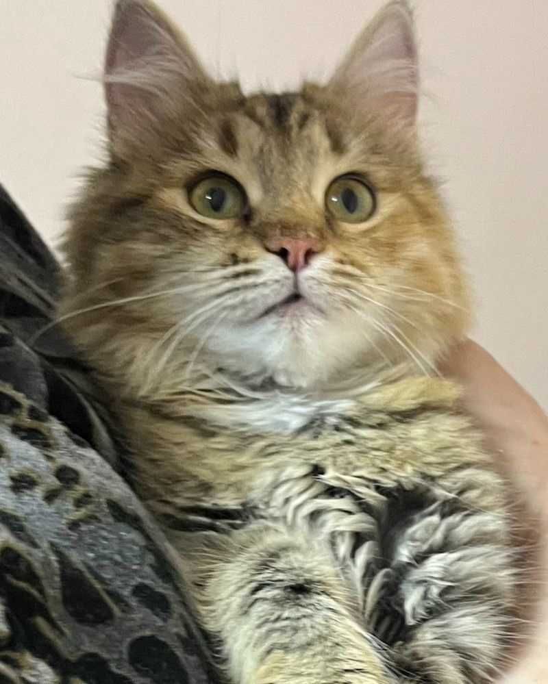 Красивый котенок  в добрые руки
