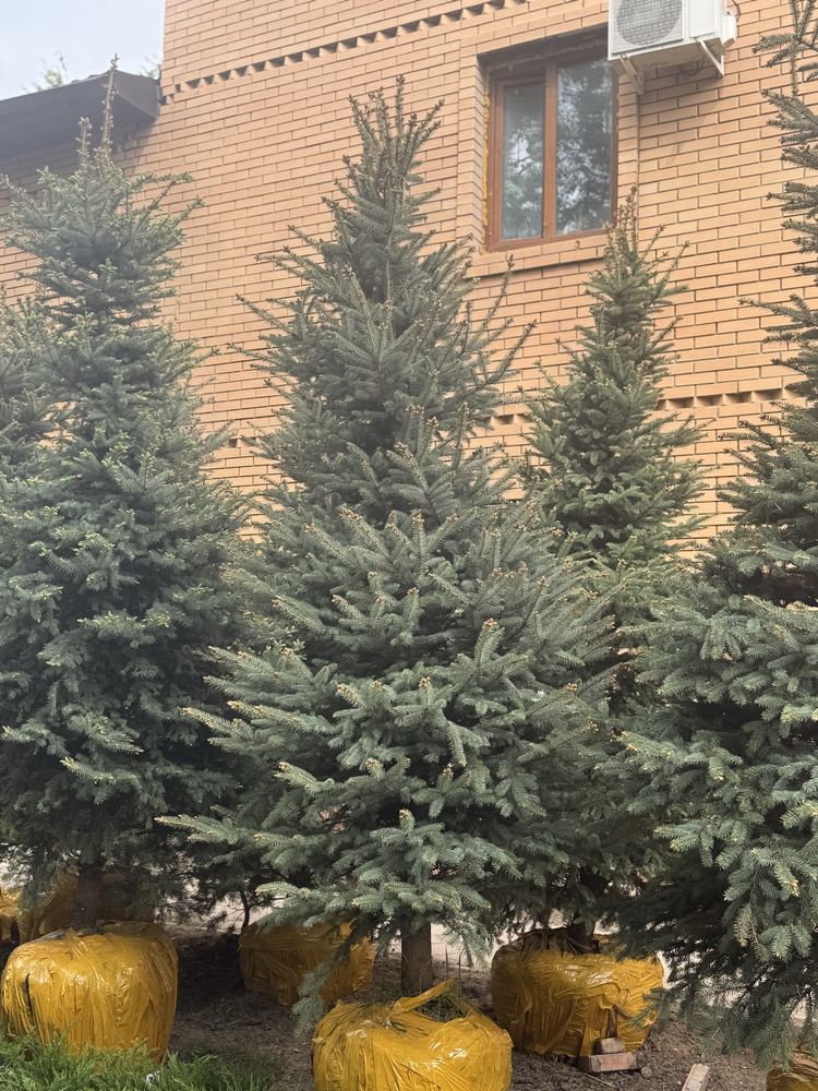 Ель Сосна деревья Клен Береза Рябина Тополь