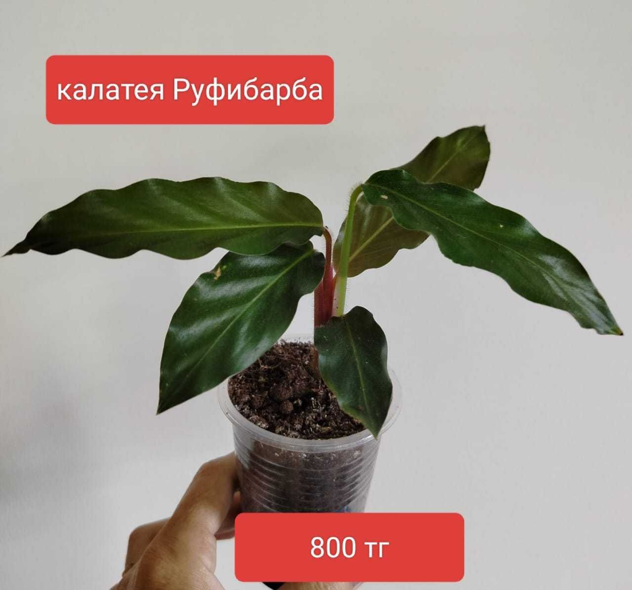 Продам комнатные растения.