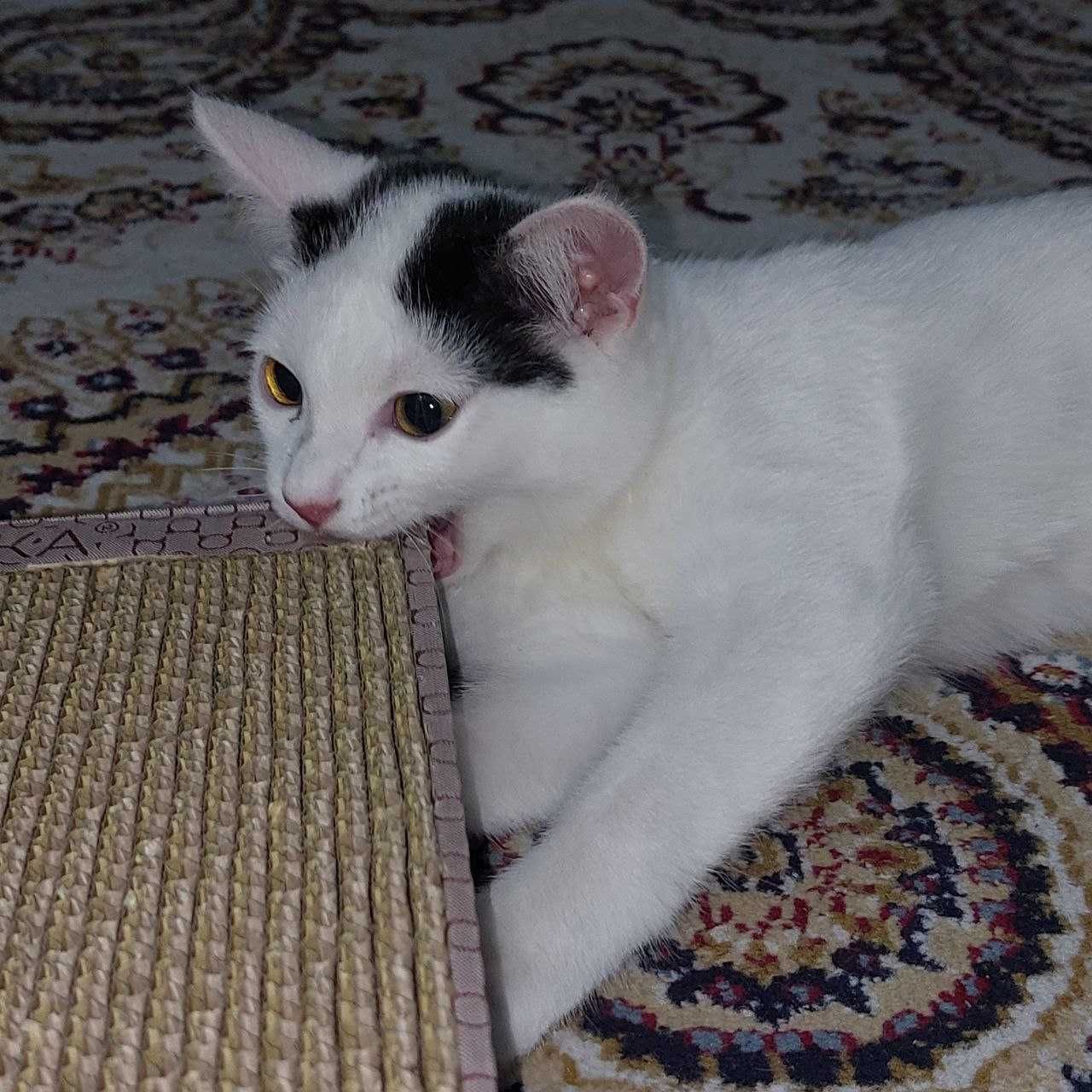 Отдам котёнка в добрые руки
