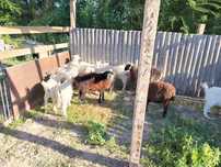 Продам козлята тохтышки