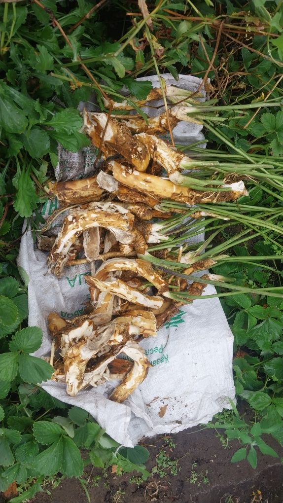 Корень хрена для засолки и для лечения