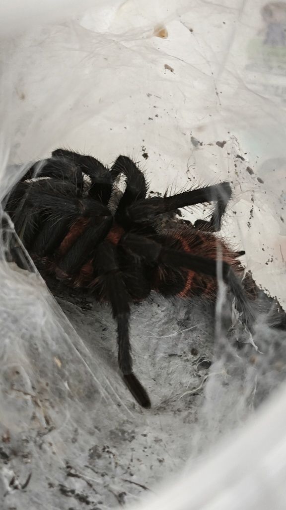 Davus pentaloris