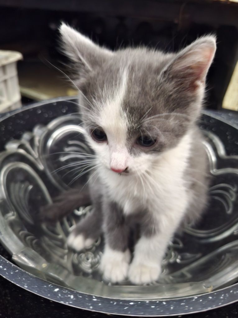 Котята трёх месячные