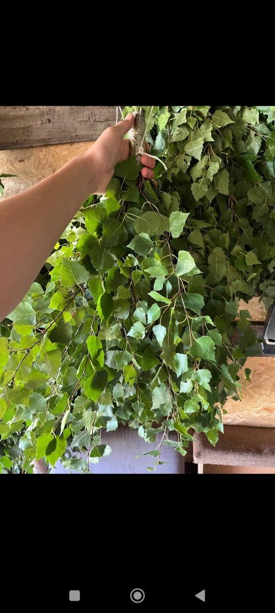 Продам банные веники березовые