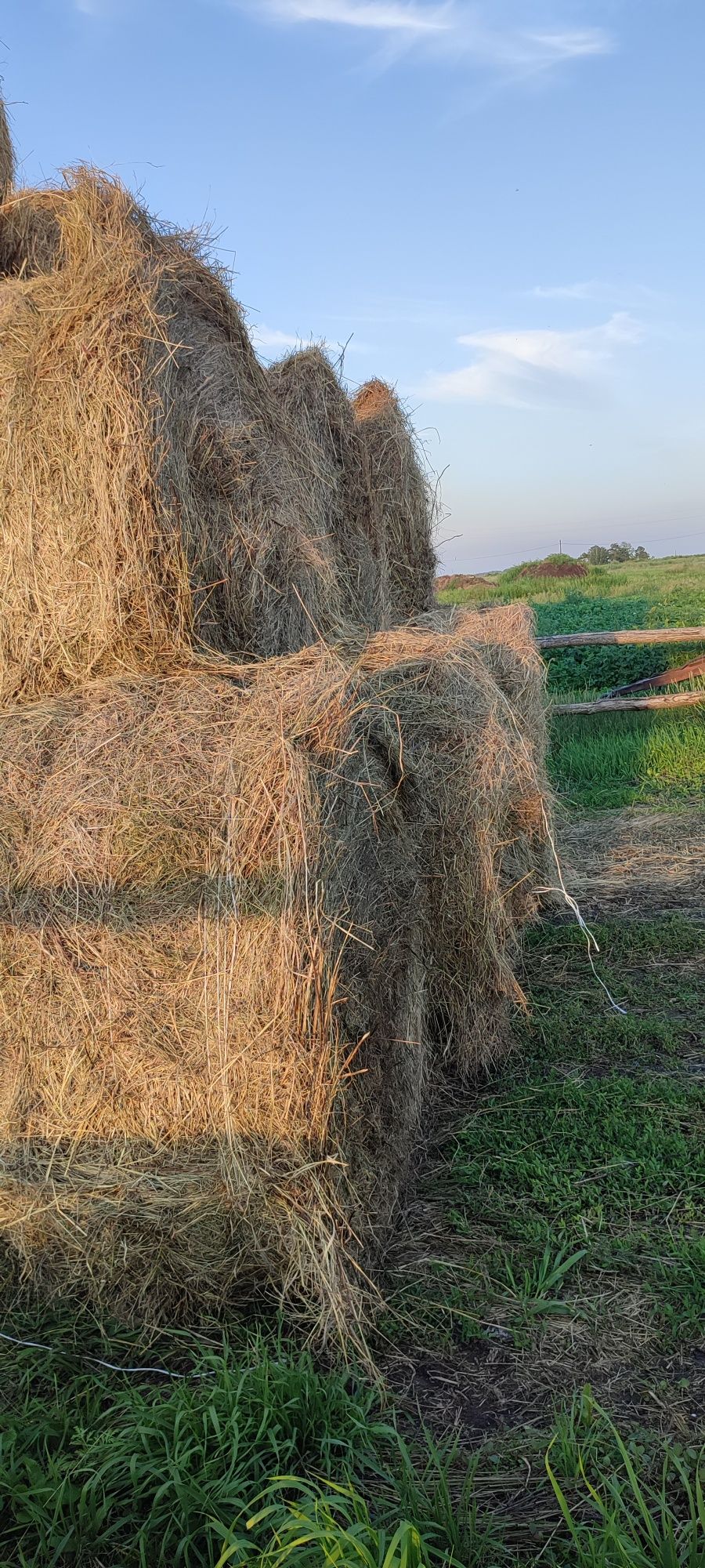 Продам сено в тюках