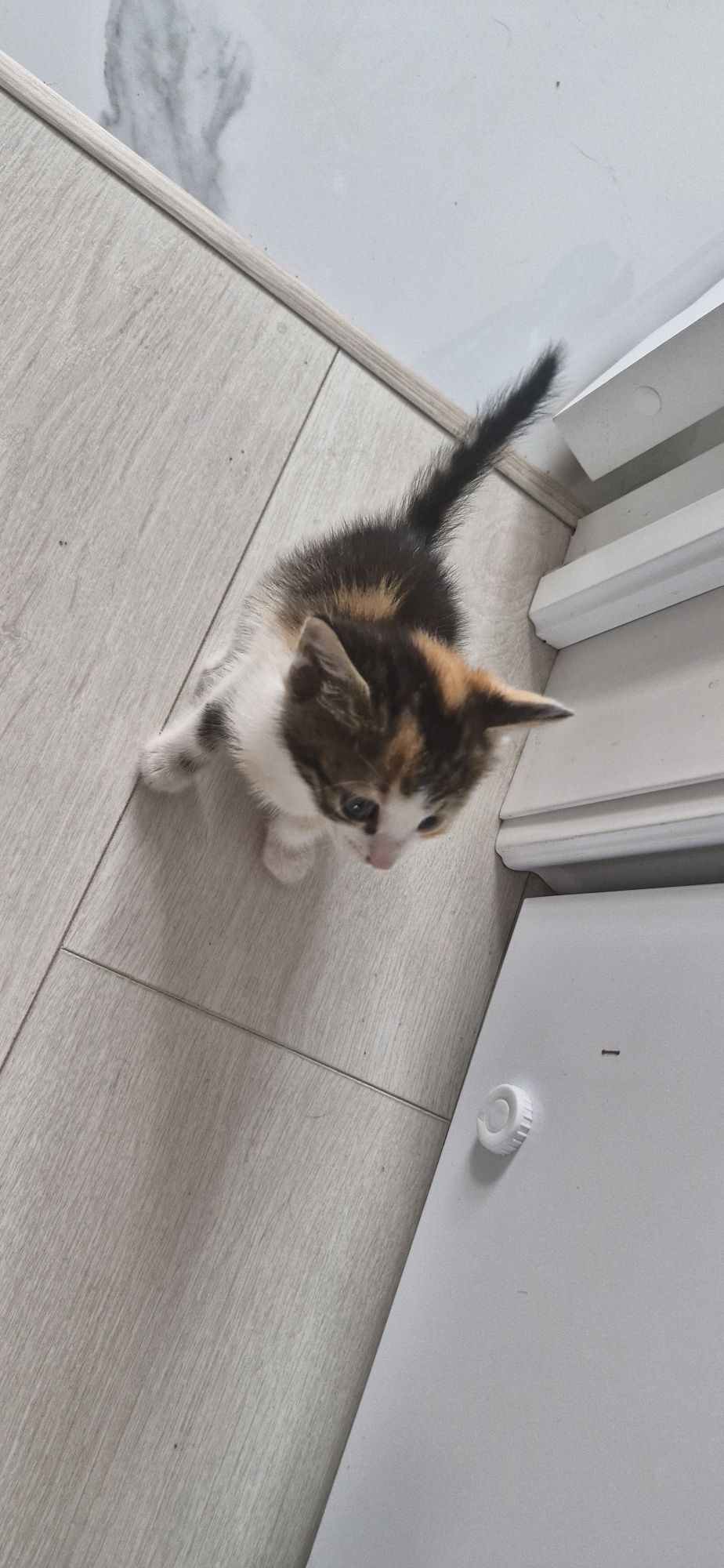 Котенок (кошка), 1.5 месяца