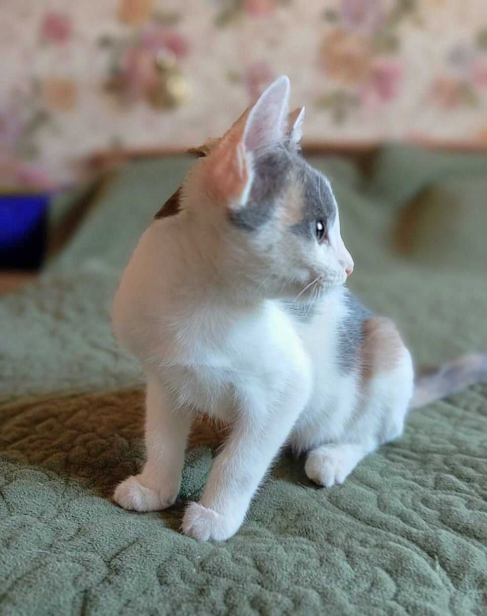 Котёнок Эльза ищет ответственных котородителей