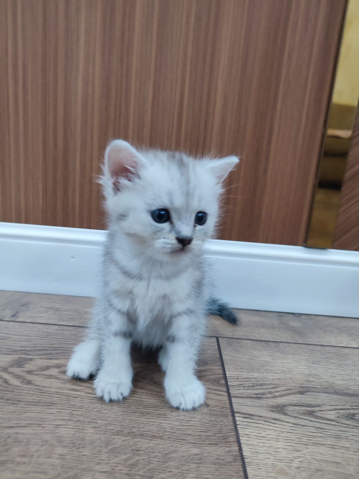 Шотландский прямаухий
