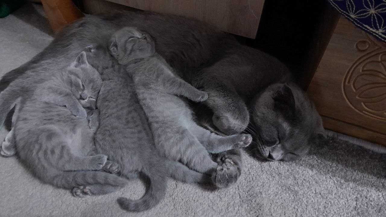 Британские котята