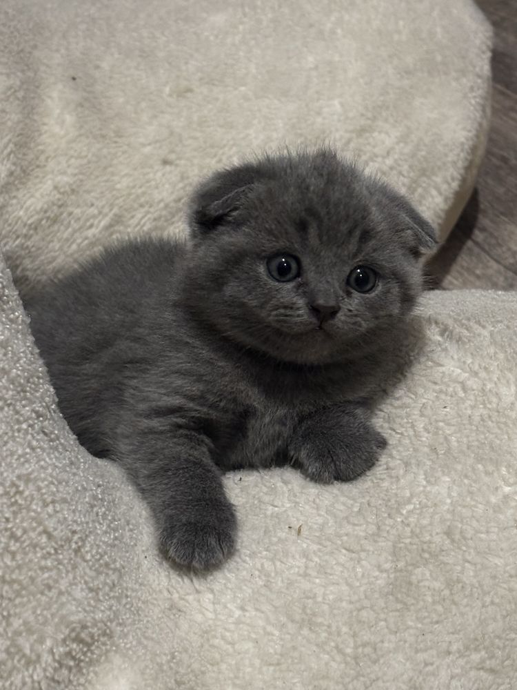 Британские котята