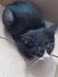 Котик в добрые руки