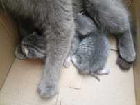 Отдам котят полубританцы