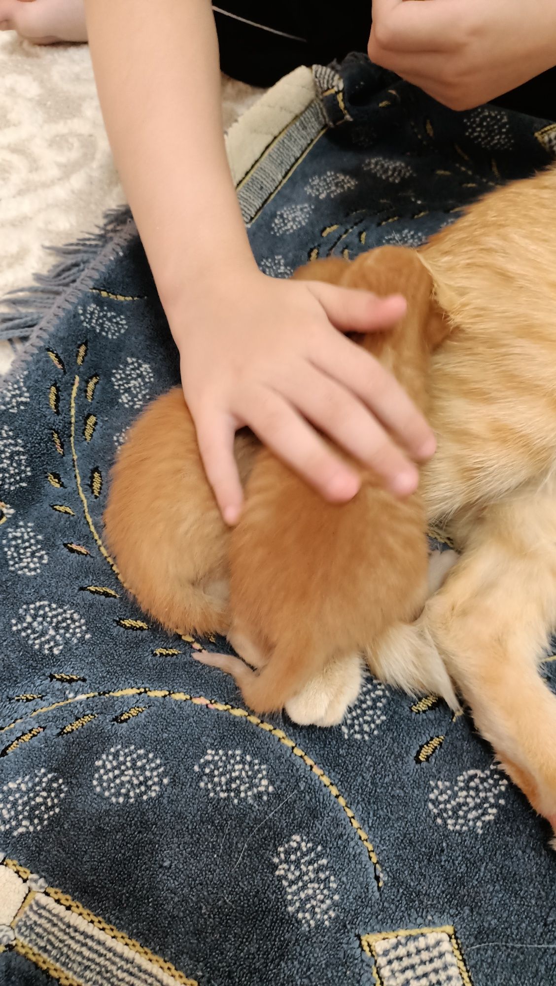 Отдам рыжие котята