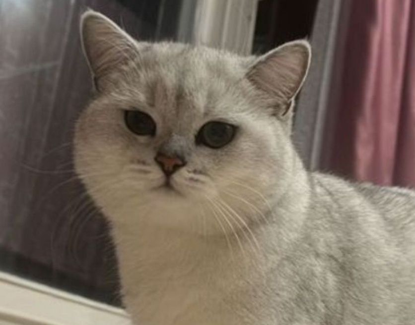 Вязка кота шиншилы опытный британец