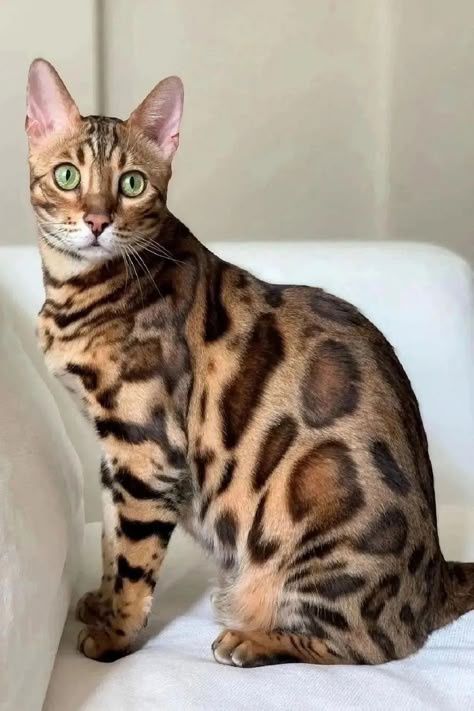 Котята очень красивые