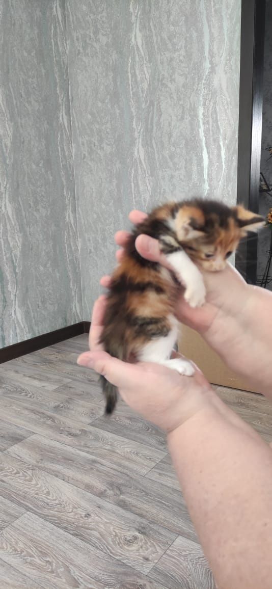 Отдам котят в добрые руки