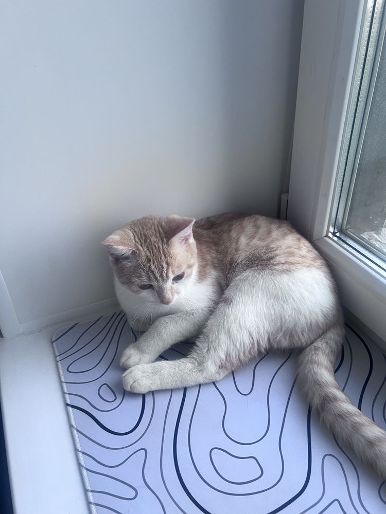 отдам котика Наруто , отдам кота