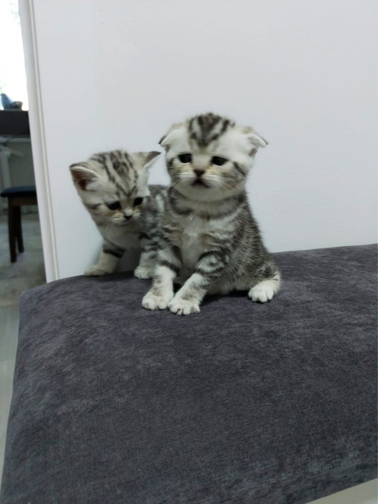 ЛЕХА  шикарный скоттиш  фолд  ждет кошечку. Результат отличный!