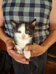 Котята в хорошие руки, Район Кызылординский
