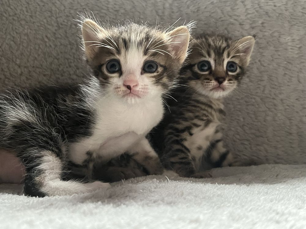 Отдам котят в хорошие руки 1,2 месяца