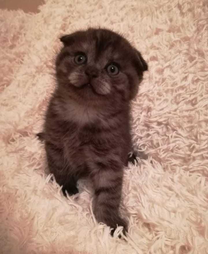 Продам породистых Шотландских котят