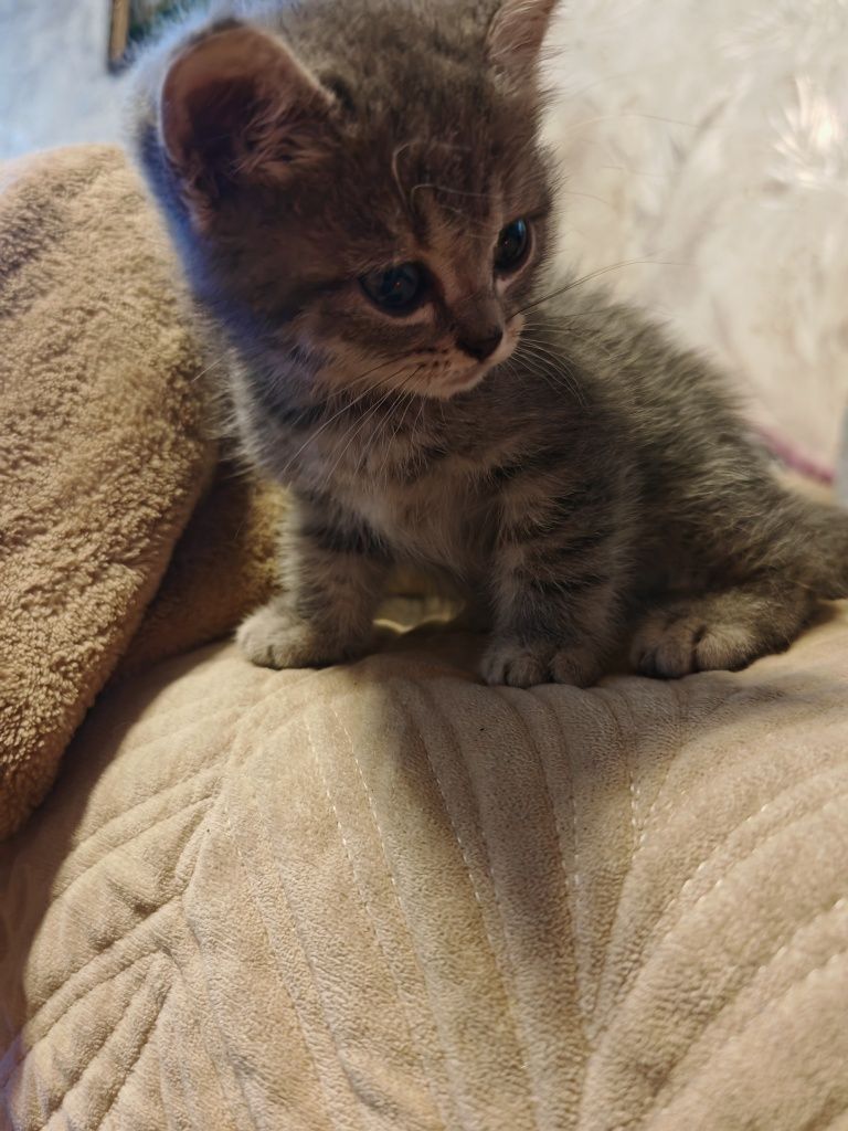 Отдам котят бесплатно