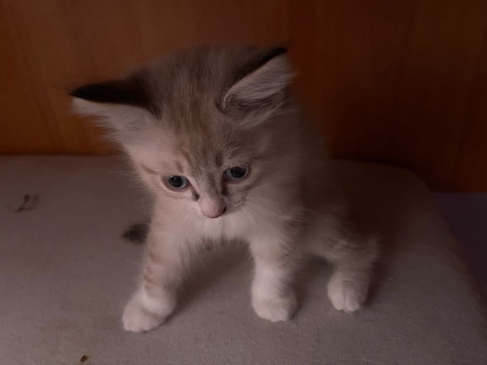 Кот 1 месячный, мальчик