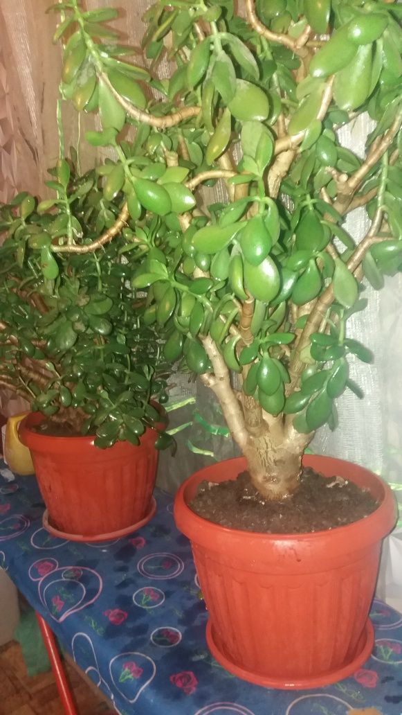 Продам денежное дерево