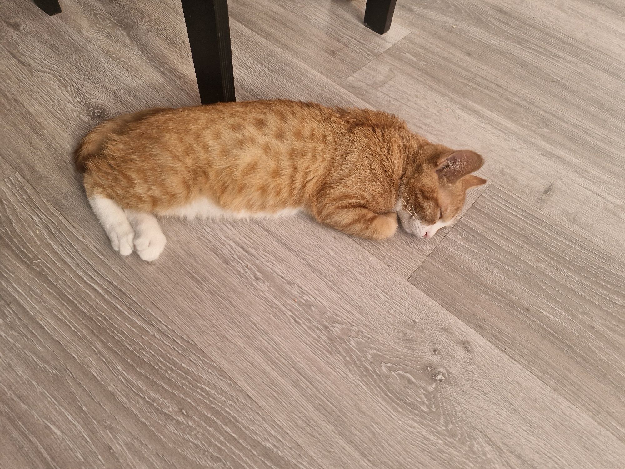 Котенок в очень добрые руки