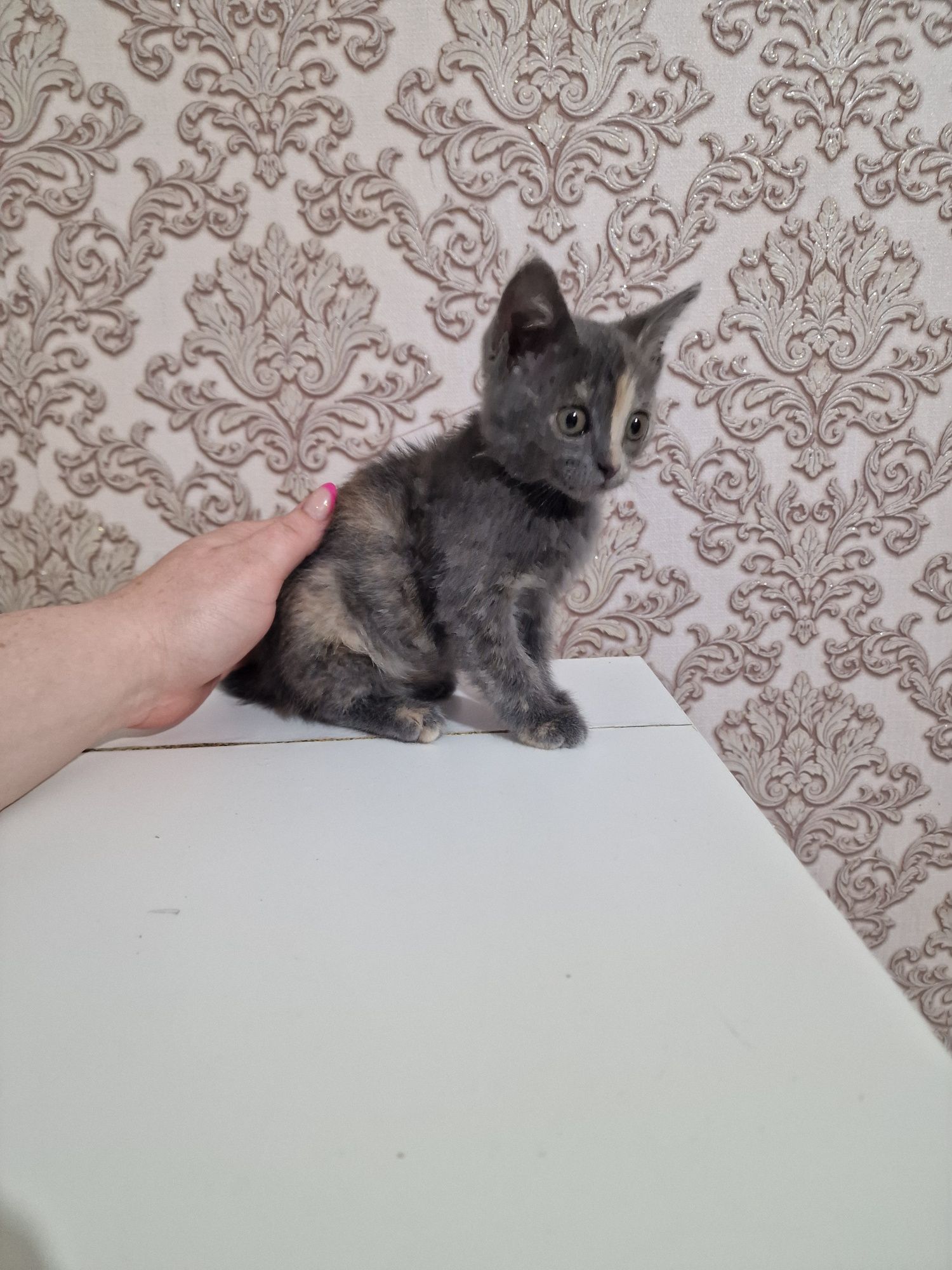Кошечка ищет семью. Бесплатно