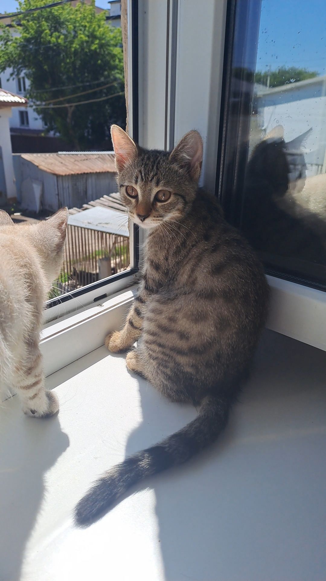 Котенок ищет семью