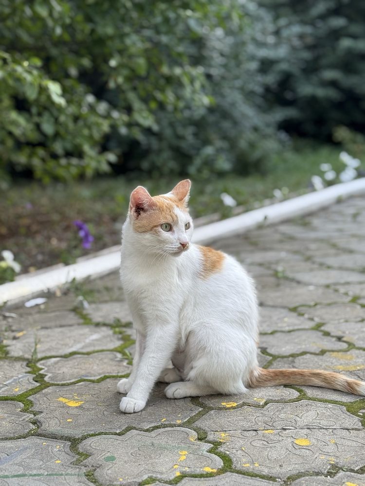 Кошечке нужен дом!