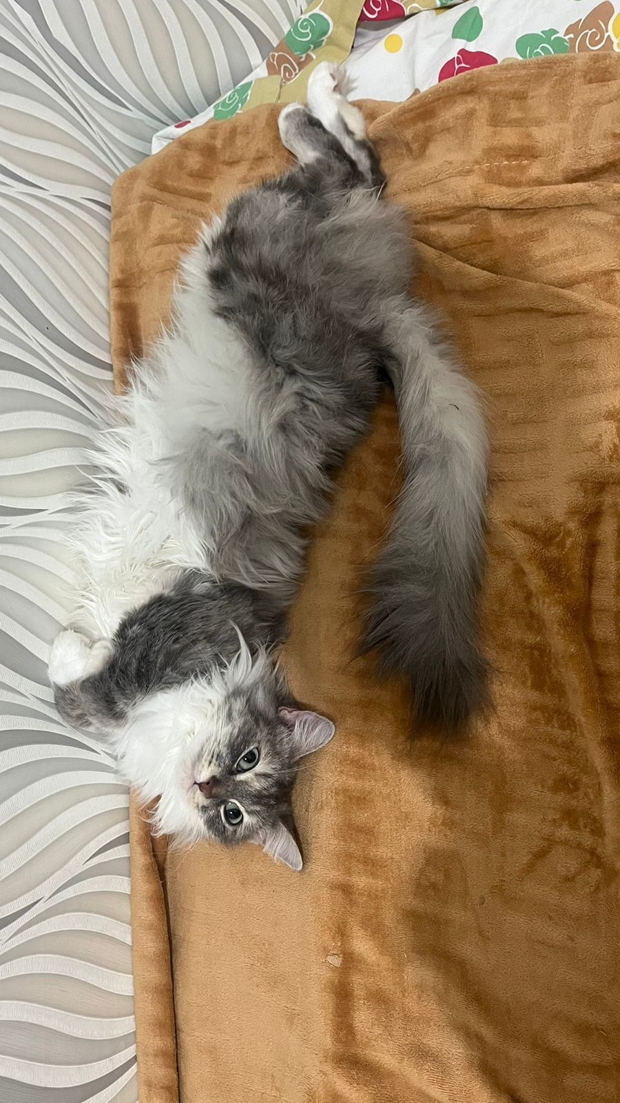 Отдаём хорошие руки кошку