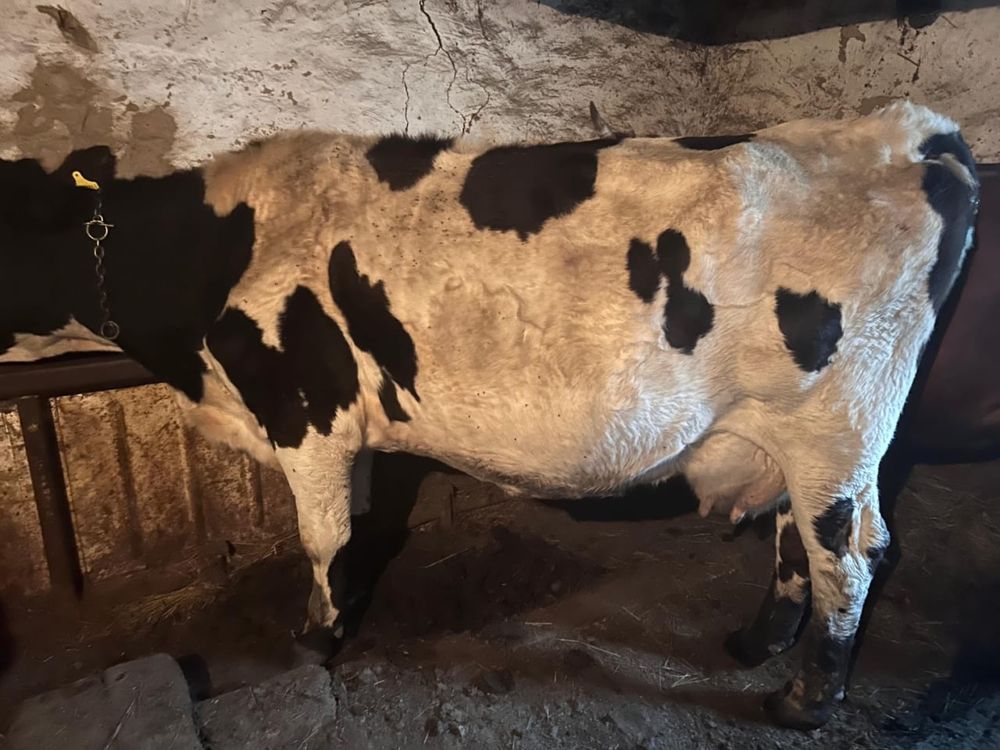 Продам 10 дойных коров